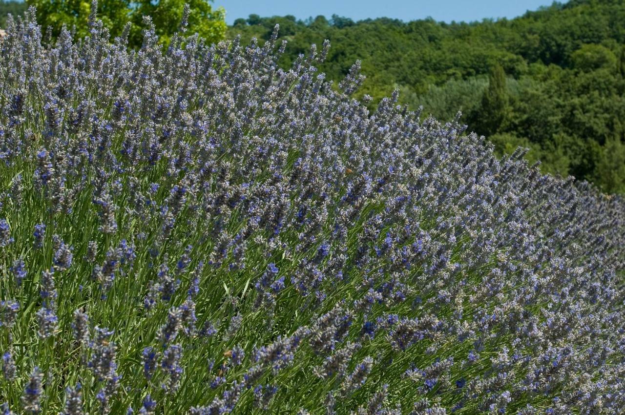 Agriturismo Le Case Assisi Kültér fotó